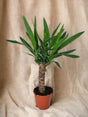 Livraison plante Yucca
