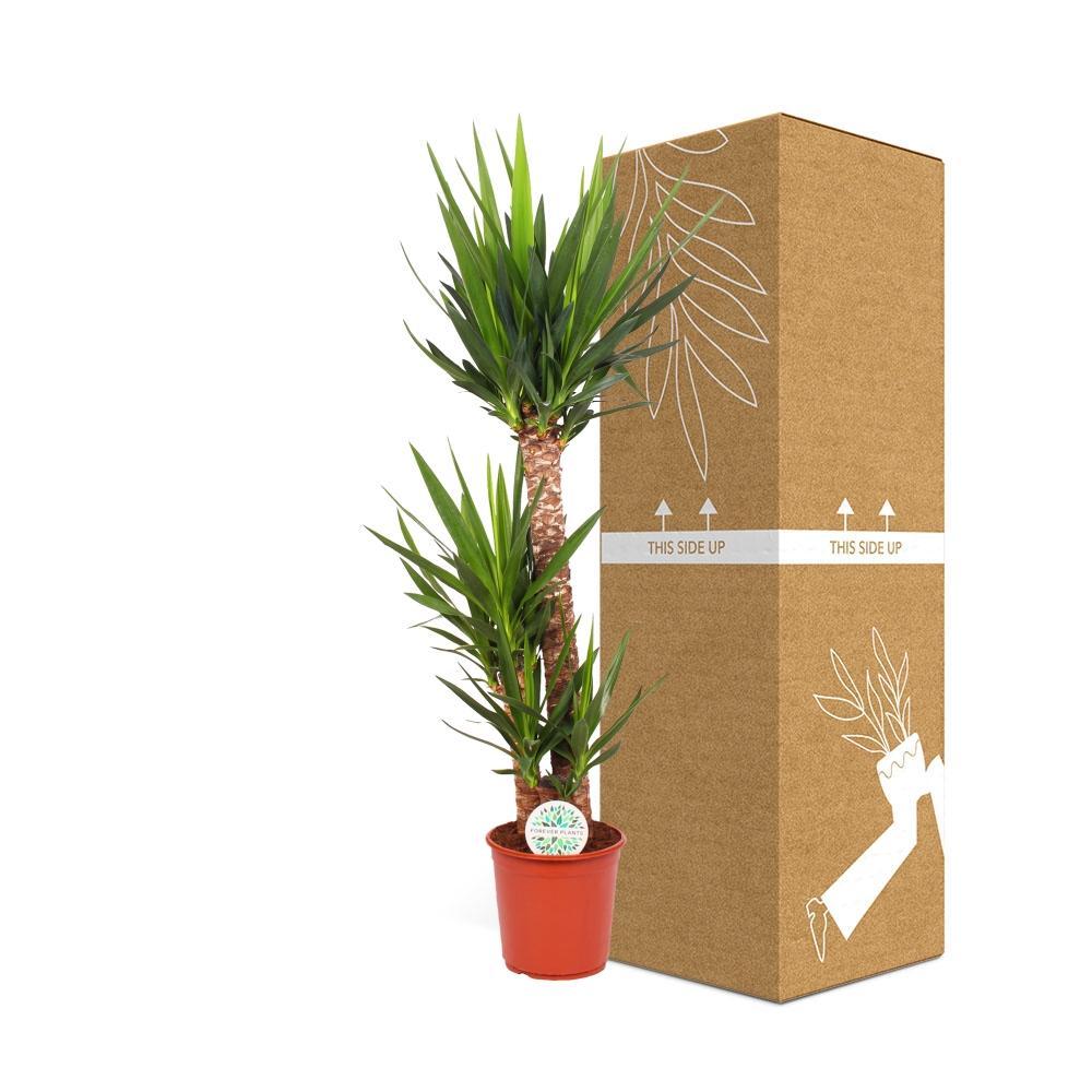 Livraison plante Yucca Elephantipes