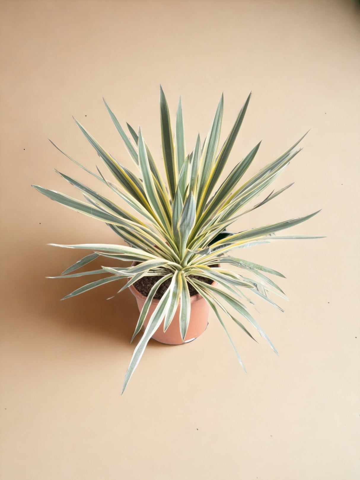 Livraison plante Yucca - Le glorieux