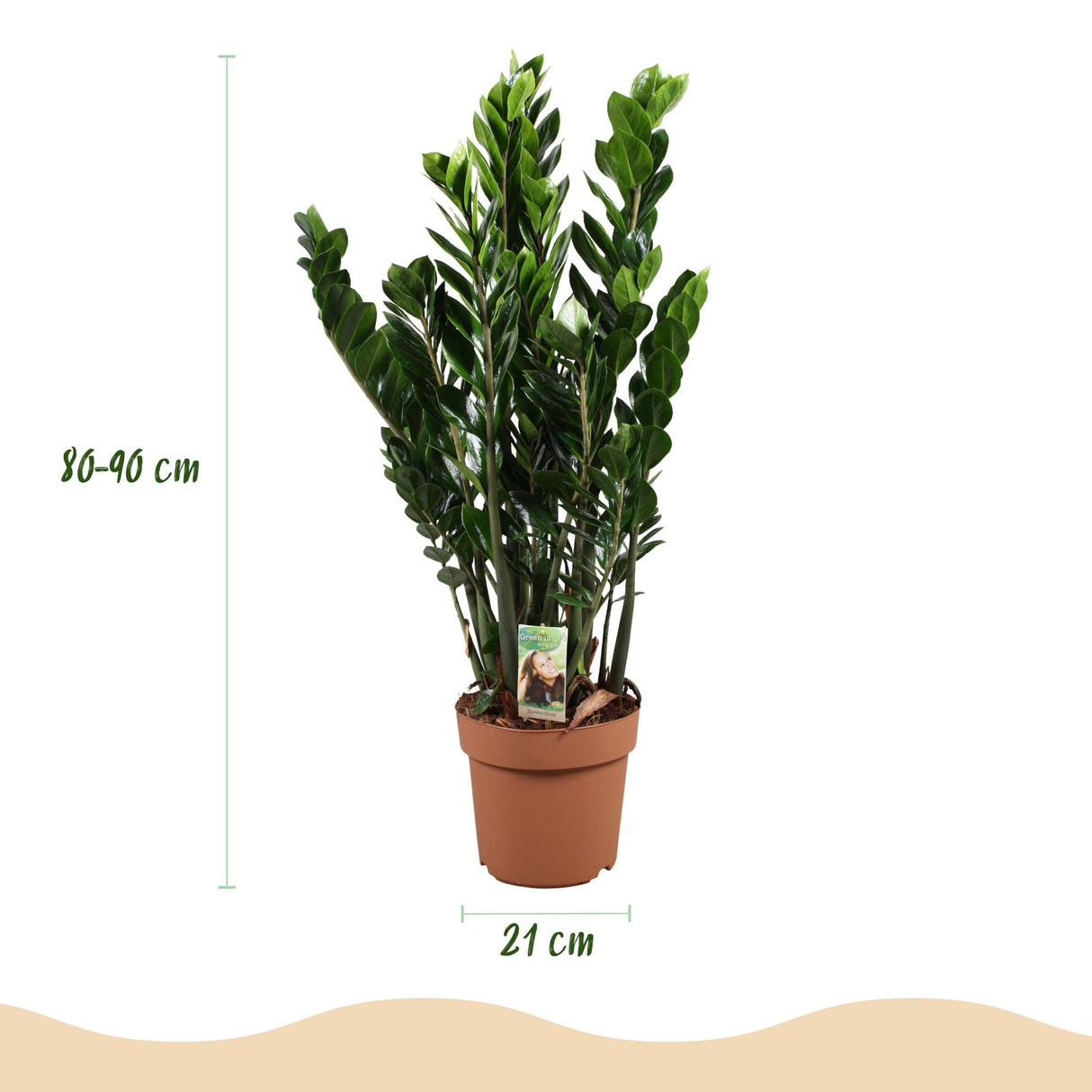 Livraison plante Zamioculcas