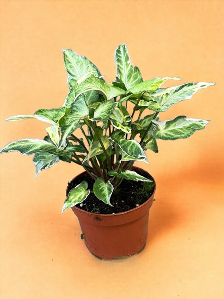 Livraison plante Syngonium T25 