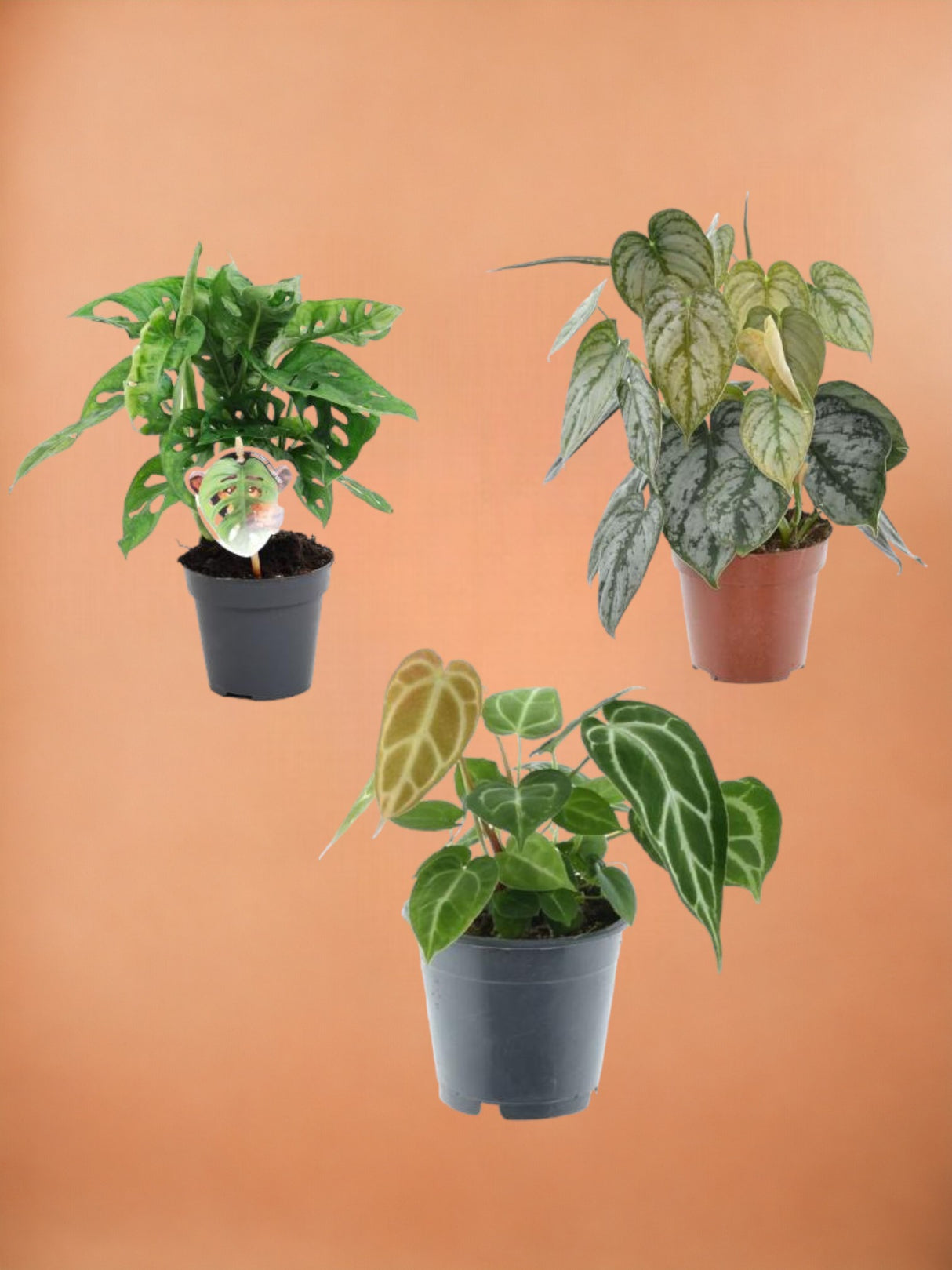 Coffret trio plantes rares h25cm