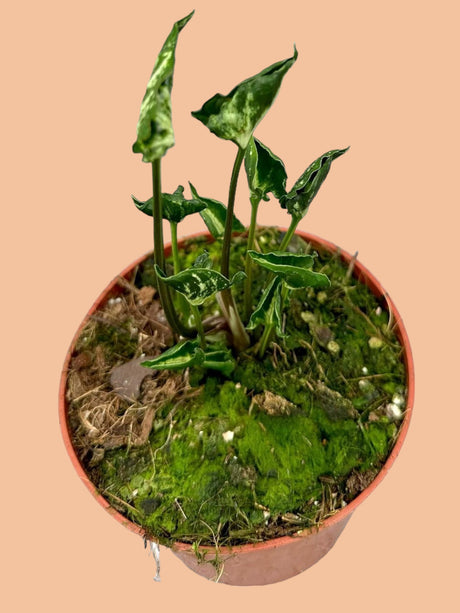 Livraison plante Syngonium Godzilla 