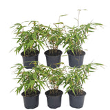 Fargesia Rufa lot de 24 bambou - Ø13 cm - ↕25 cm - plante d'extérieur
