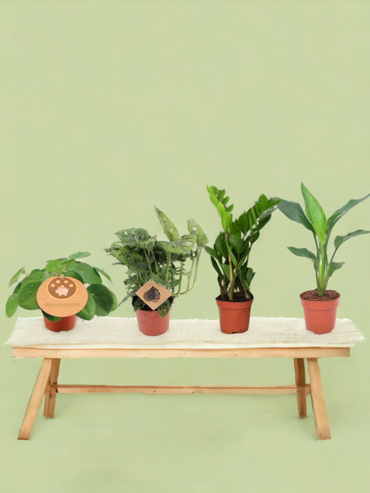 Livraison plante Box - 4 plantes d'intérieur incontournables