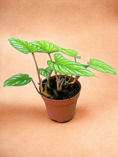 Livraison plante Philodendron Mamei 