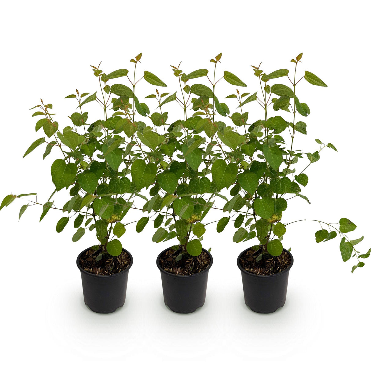 Cercidiphyllum japonicum – Lot de 3 – Pot 12 cm