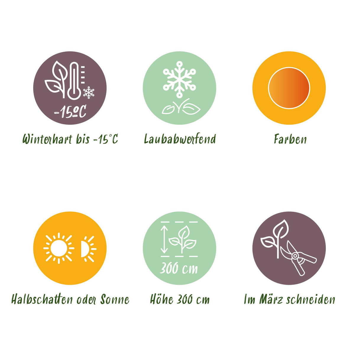 Érable du Japon Sangokaku – Pot 12 cm – Hauteur 35 cm