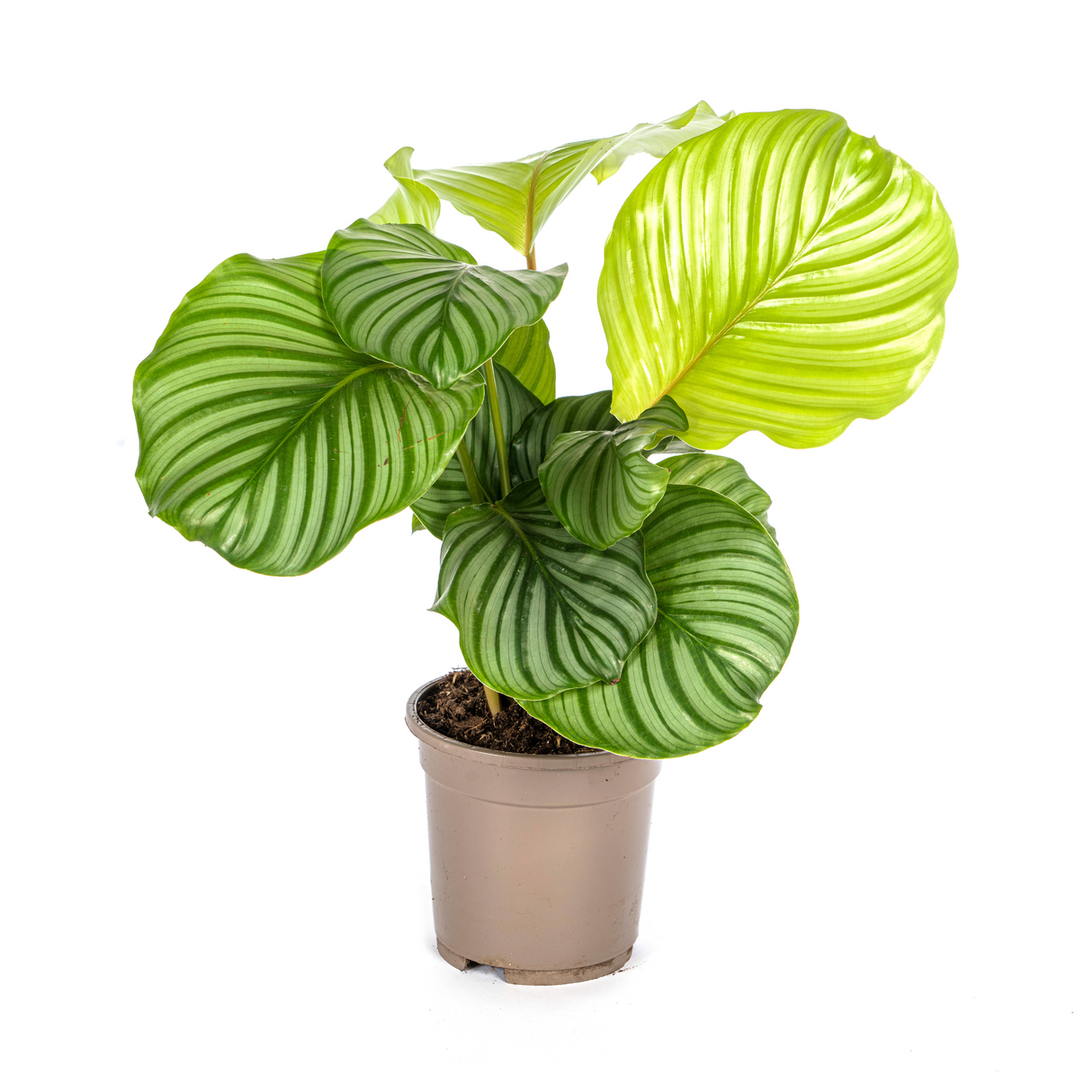 Calathea Orbifolia