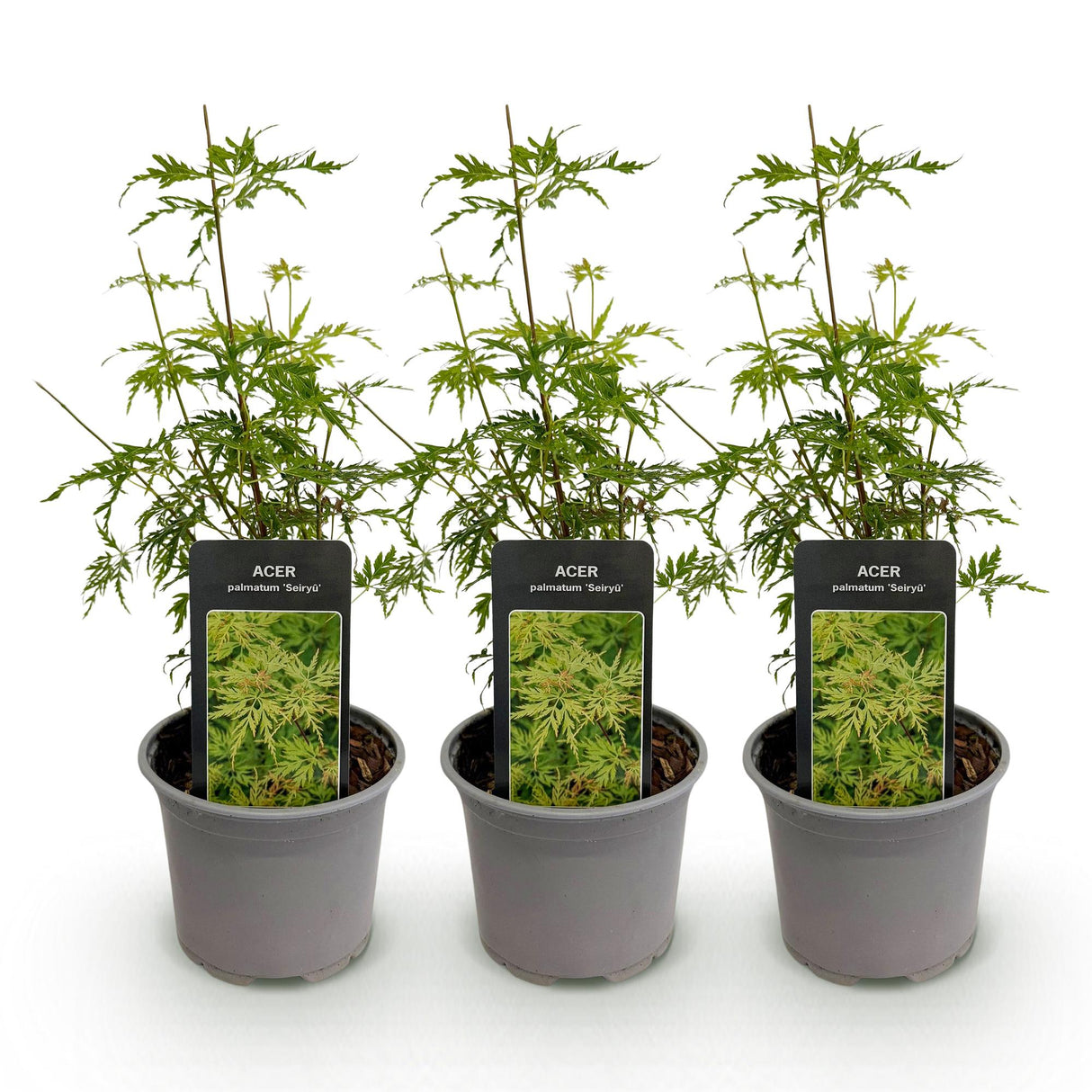 Erable du Japon Seiryu – Lot de 3 – Hauteur 35 cm