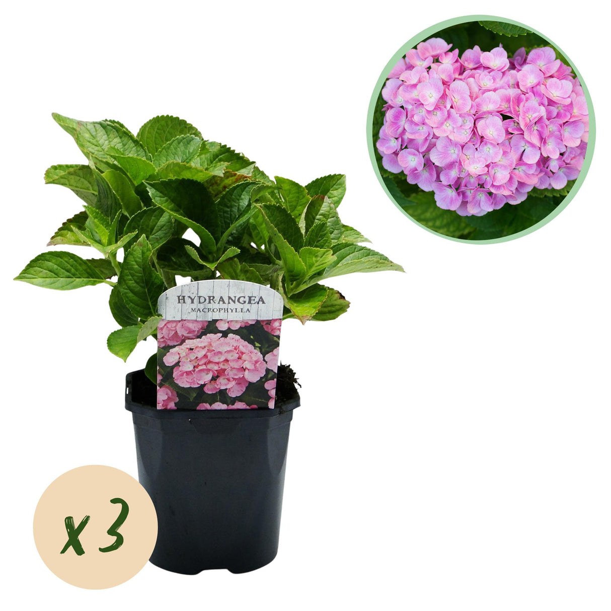 Hortensia Rose – Lot de 3 – Pot 17 cm – Hauteur 30 cm