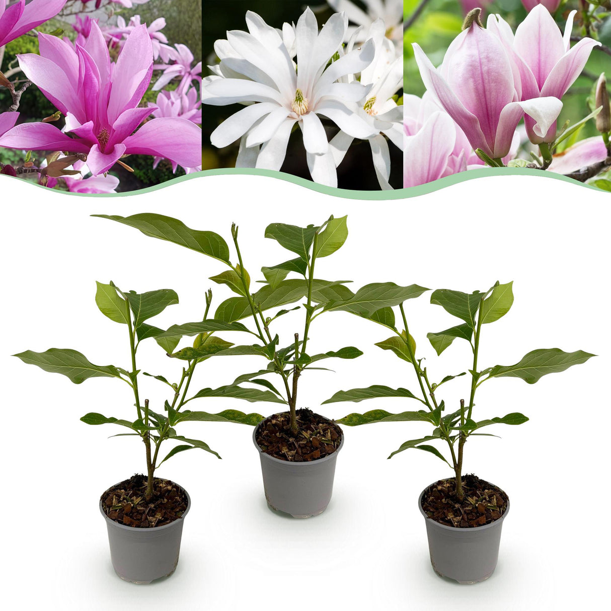 Magnolia mix – Lot de 3 – Pot 12 cm – Hauteur 30 cm