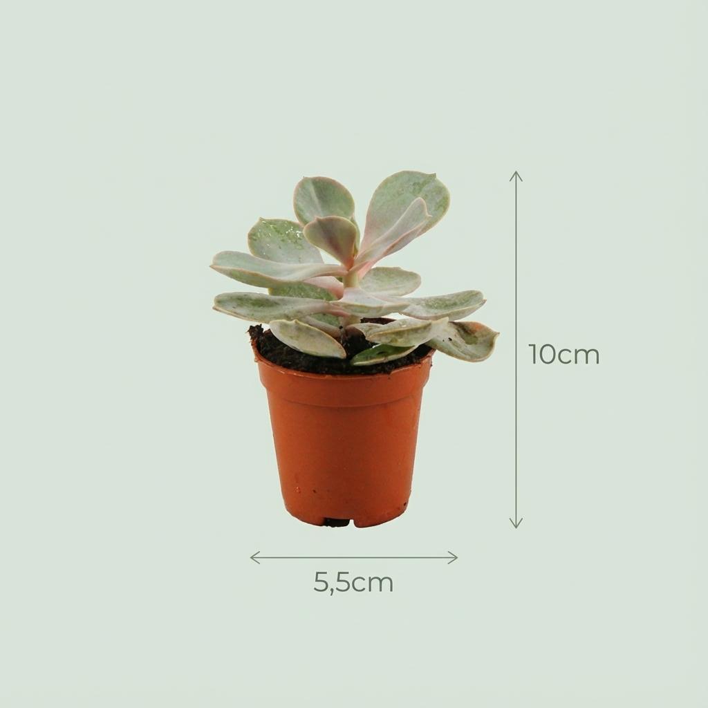 Collection mini cactus & succulentes x15 – Pots terracotta inclus
