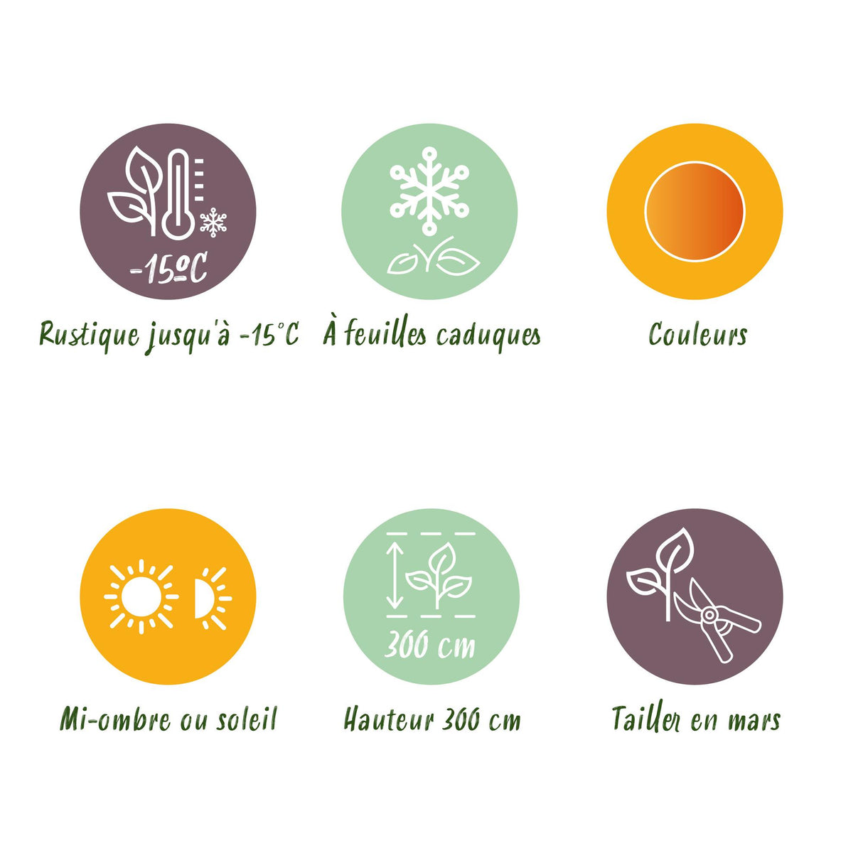 Acer palmatum Katsura – Lot de 3 – Pot 12 cm – Hauteur 35 cm