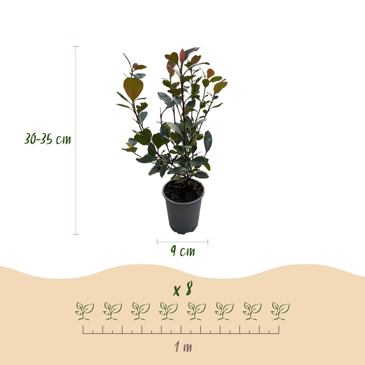 Photinia Little Red Robin – Lot de 8 – Hauteur 30 cm