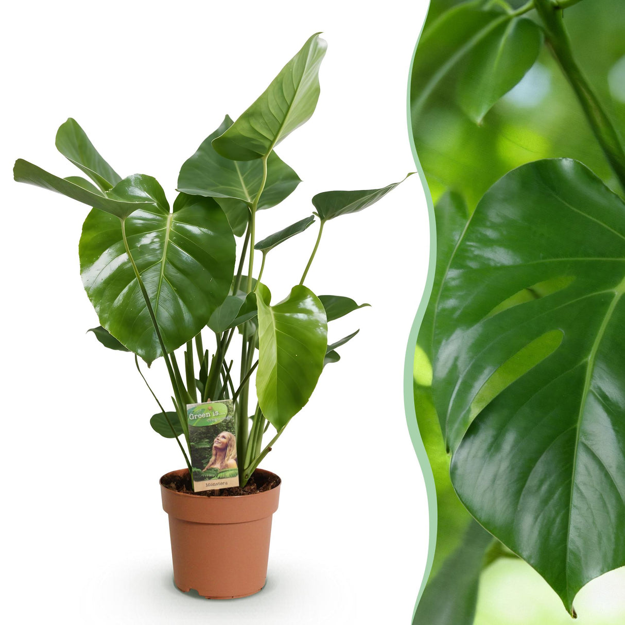 Monstera Deliciosa – Plante trouée | Pot 17 cm, Hauteur 50-55 cm