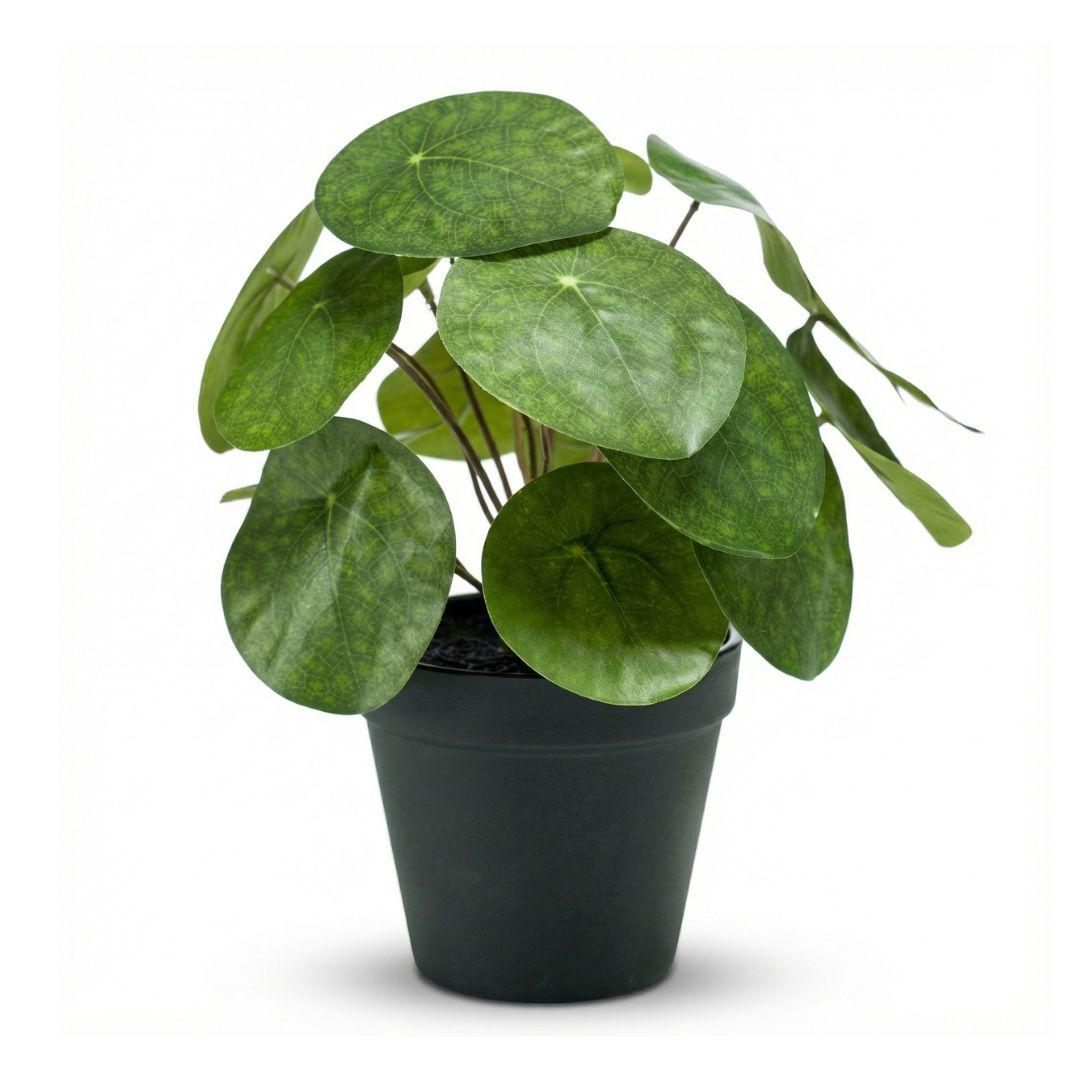 Pilea plante artificielle