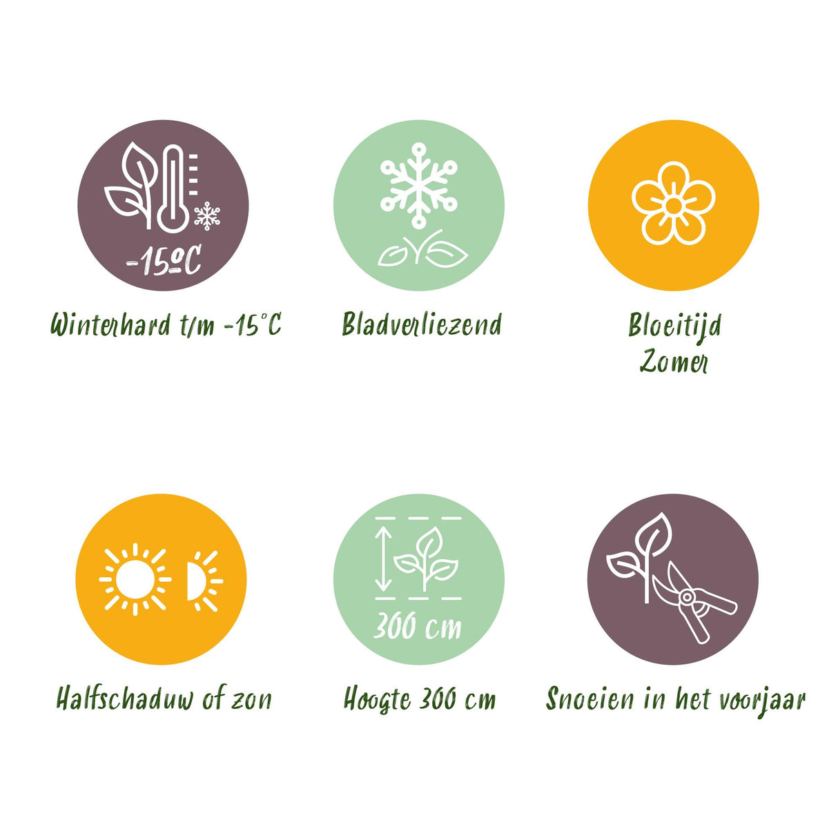 Cotinus coggyria – Lot de 3 – Pot 12 cm – Hauteur 35 cm