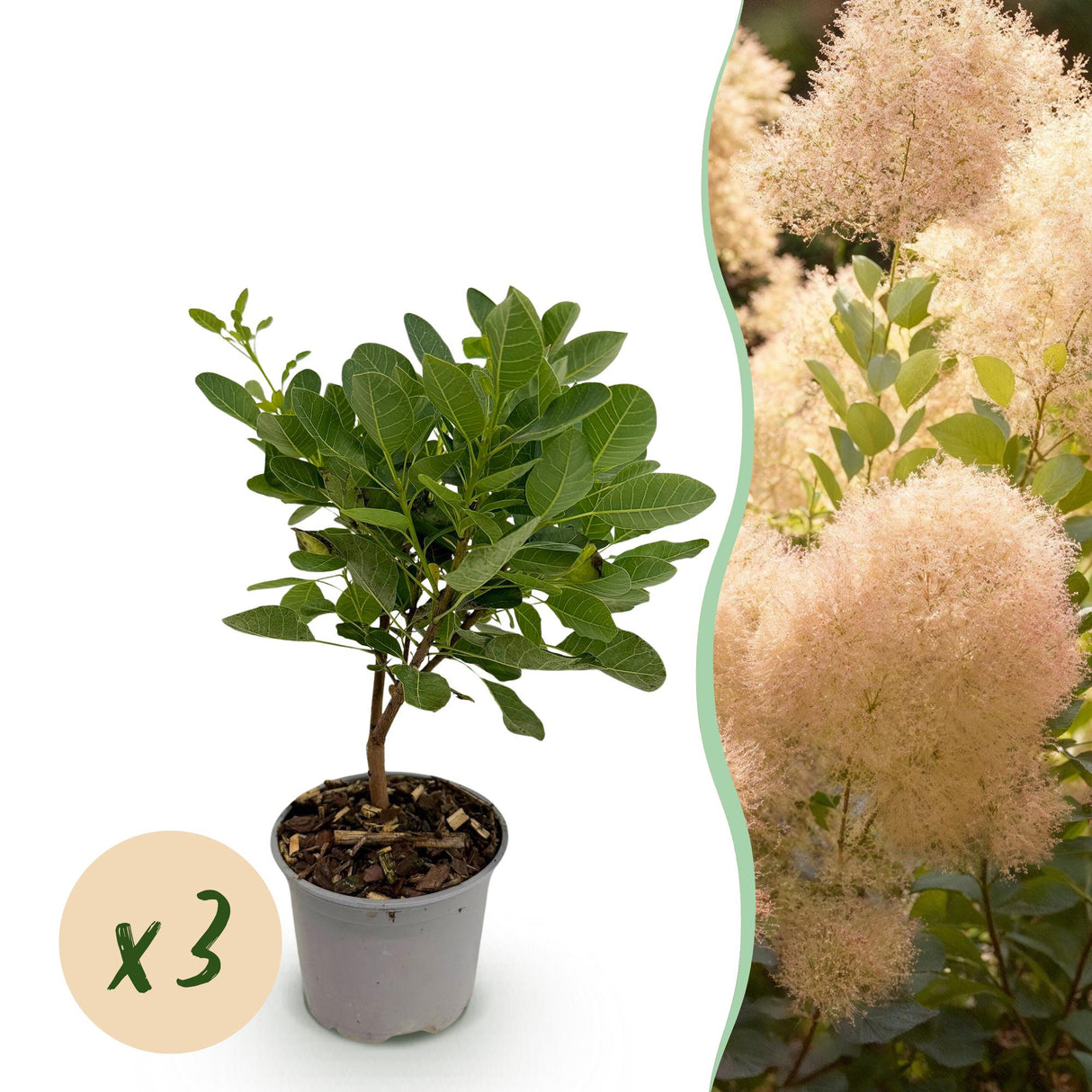 Cotinus coggygria Young Lady – Lot de 3 – Pot 12 cm