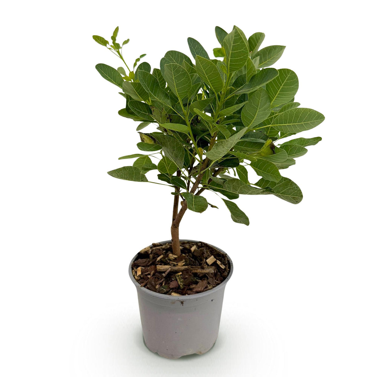 Cotinus coggyria Young Lady – Pot 12 cm – Hauteur 35 cm