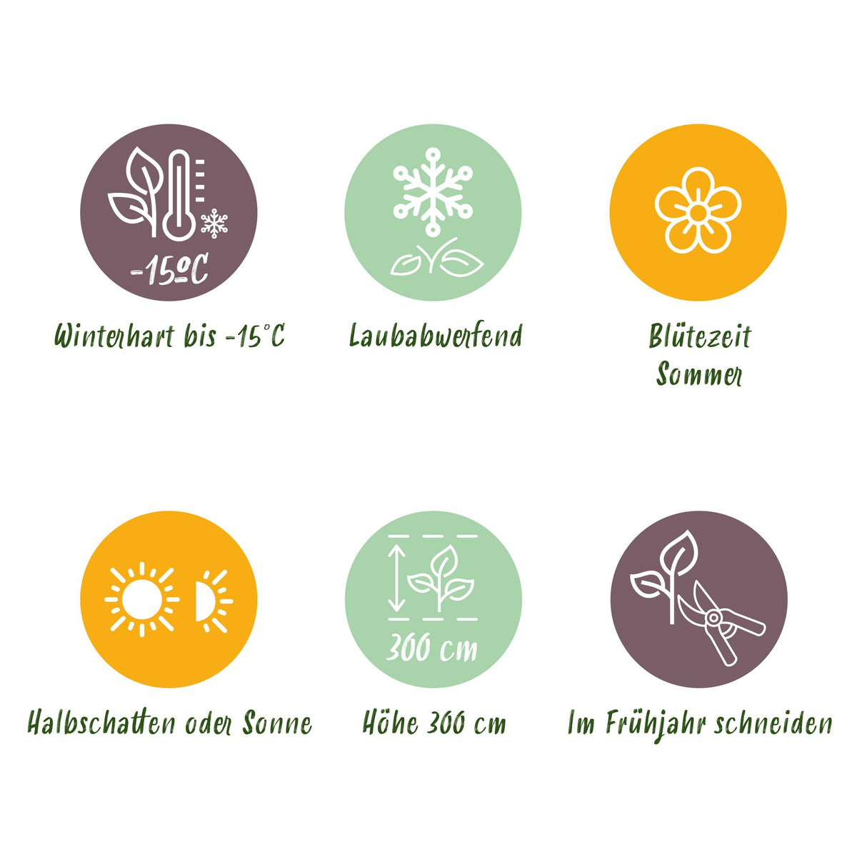 Cotinus coggygria Royal Purple – Lot de 3 – Pot 12 cm