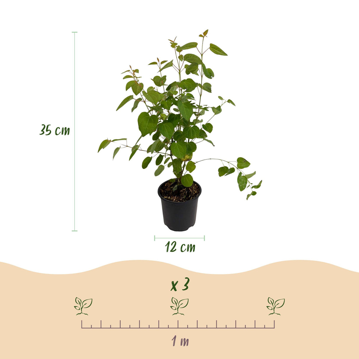 Cercidiphyllum japonicum – Lot de 3 – Pot 12 cm