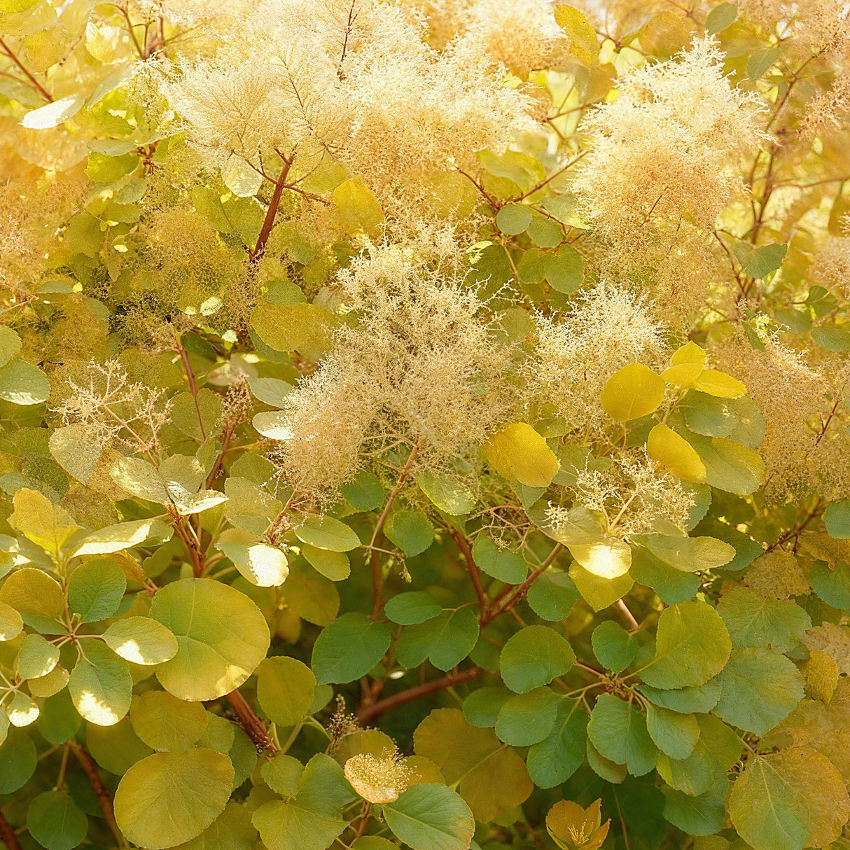 Cotinus coggyria Golden Spirit – Lot de 3 – Pot 12 cm