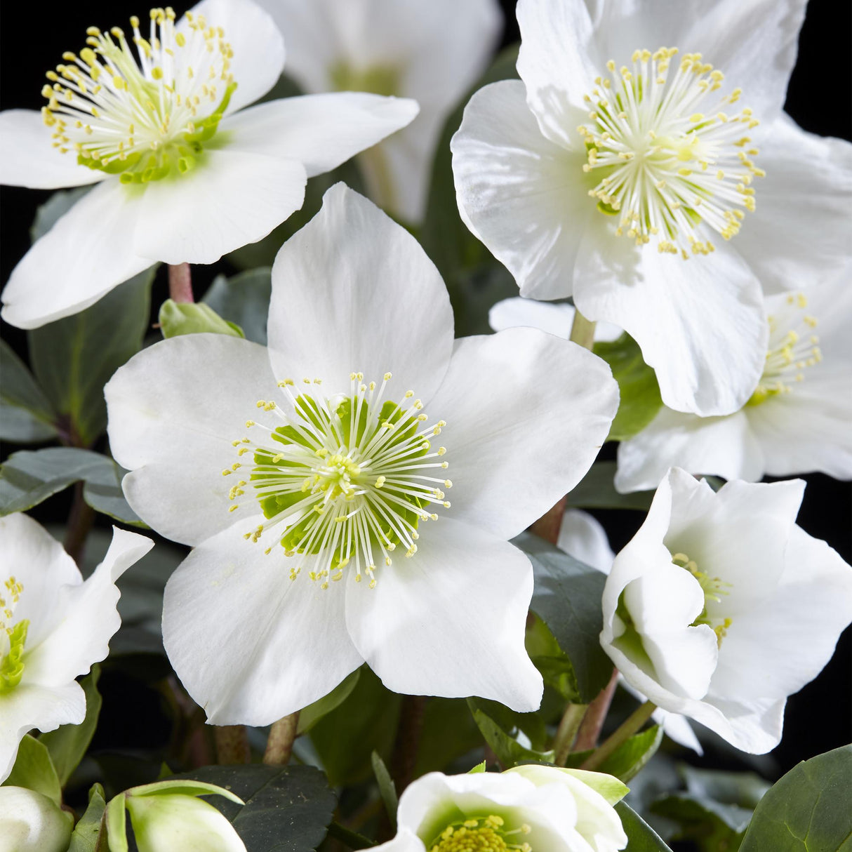 Helleborus Christmas Carol – Lot de 6 – Pot 10,5 cm