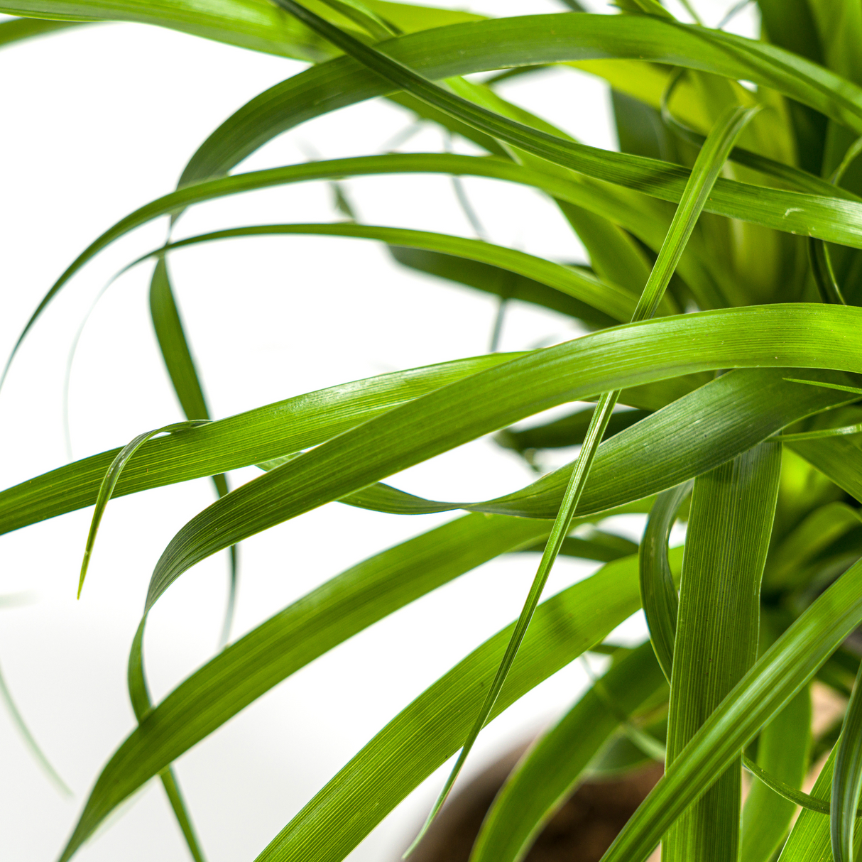 Beaucarnea Recurvata - Tronc