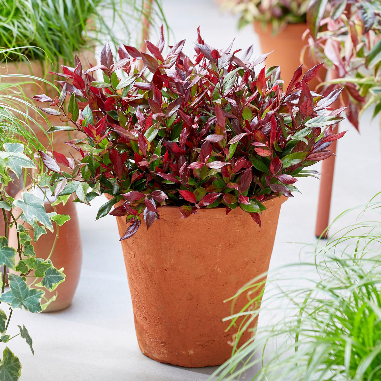Leucothoe Little Flame – Lot de 2 – Pot 17 cm