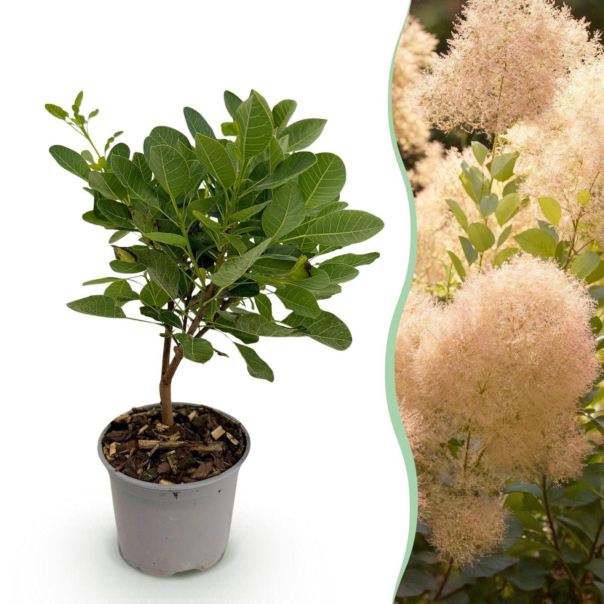 Cotinus coggyria Young Lady – Pot 12 cm – Hauteur 35 cm