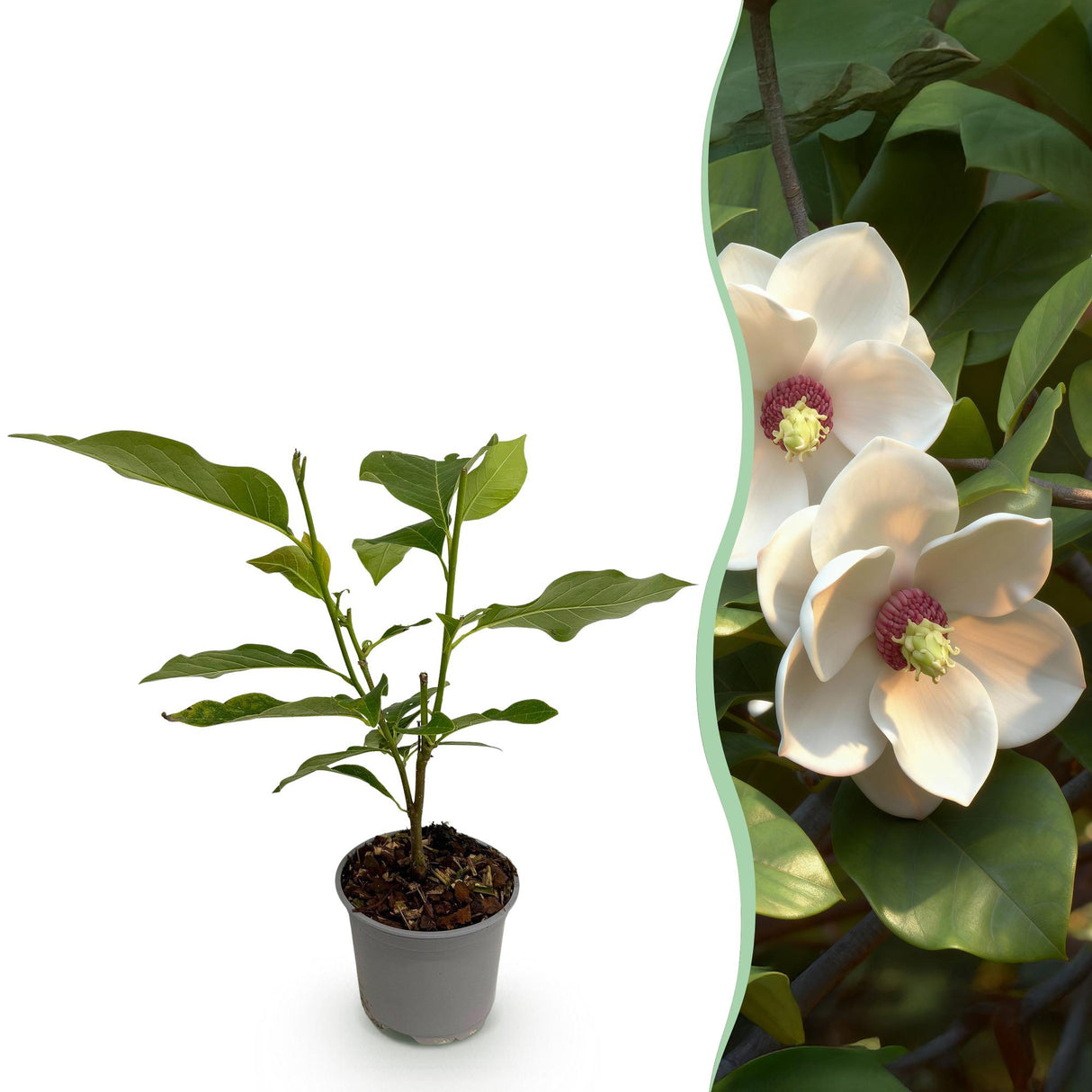 Magnolia sieboldii – Lot de 1 – Pot 12 cm – Hauteur 30 cm