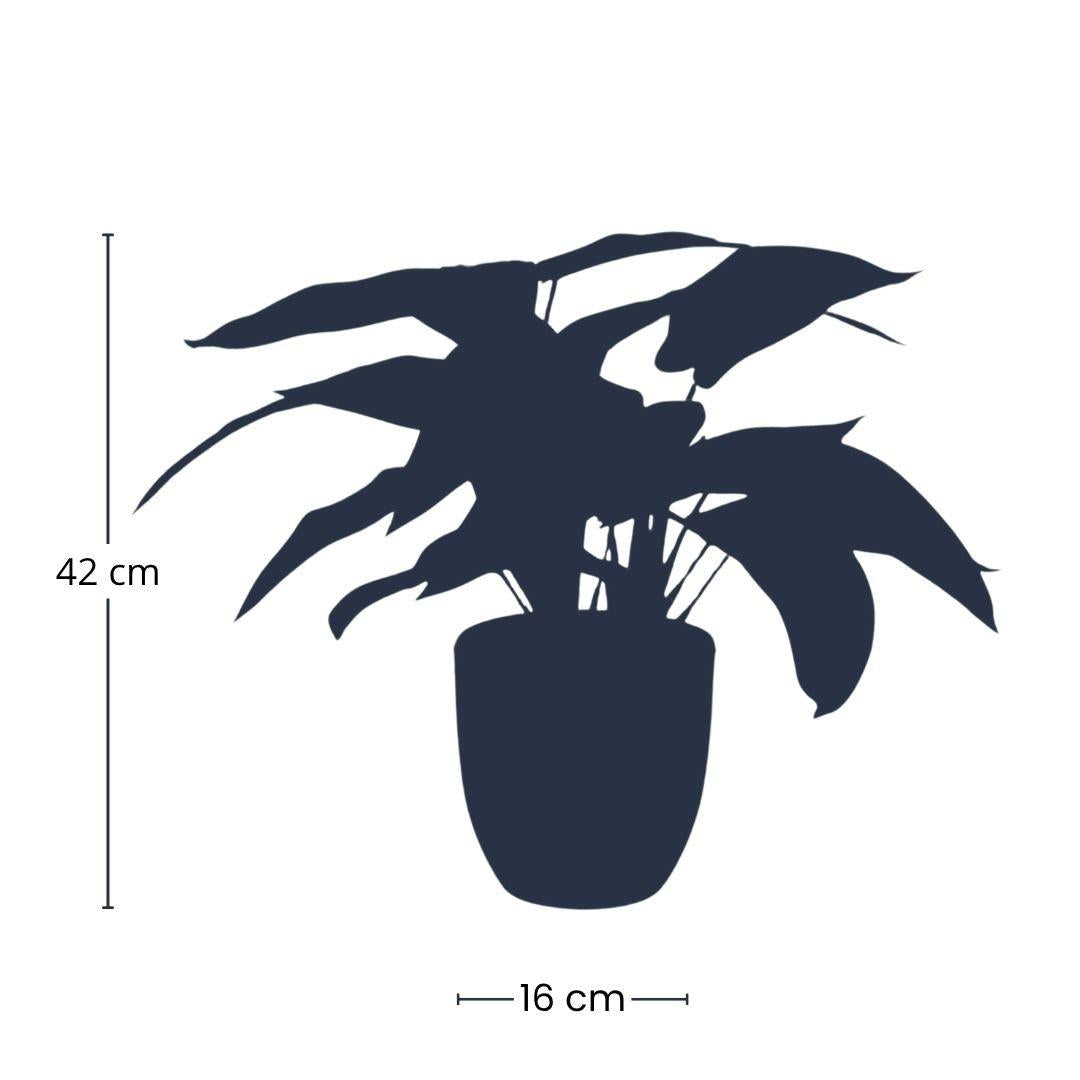 Calathea Et Pot plante artificielle