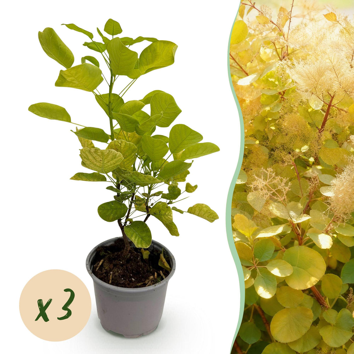 Cotinus coggyria Golden Spirit – Lot de 3 – Pot 12 cm