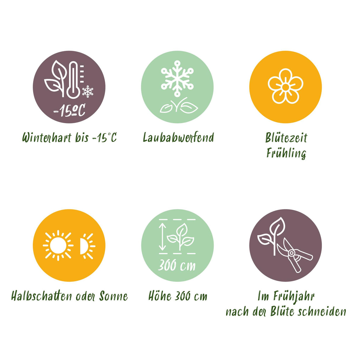 Magnolia mix – Lot de 3 – Pot 12 cm – Hauteur 30 cm