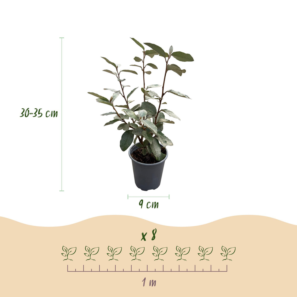 Elaeagnus ebbingei Compacta – Lot de 8 – Pot 9 cm