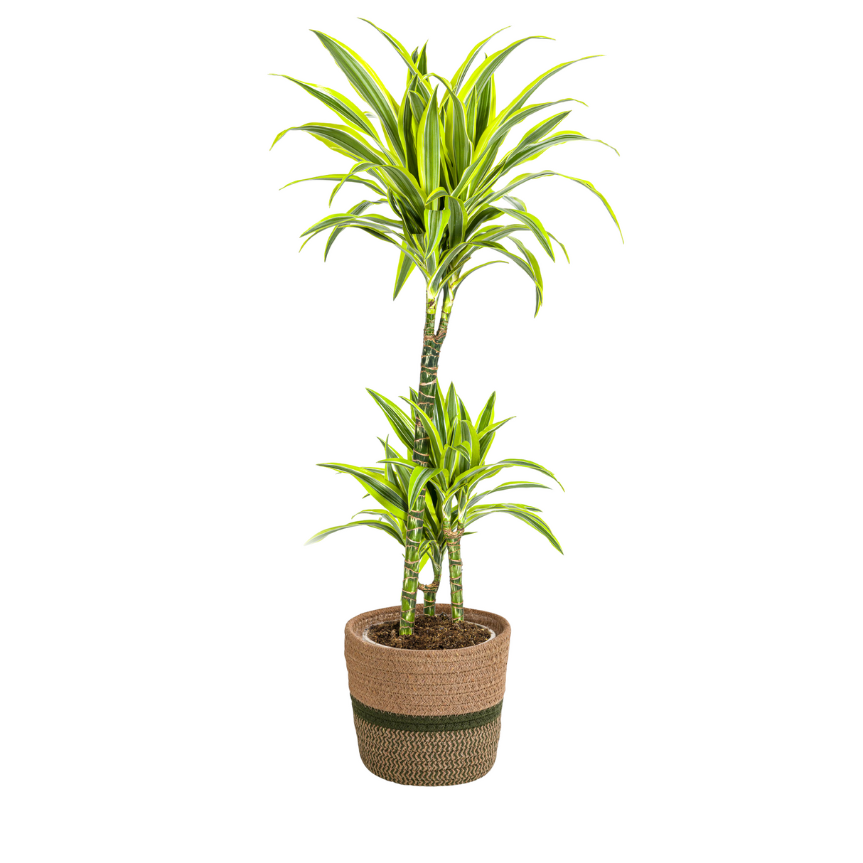 Dracaena Lemon Lime avec cache-pot