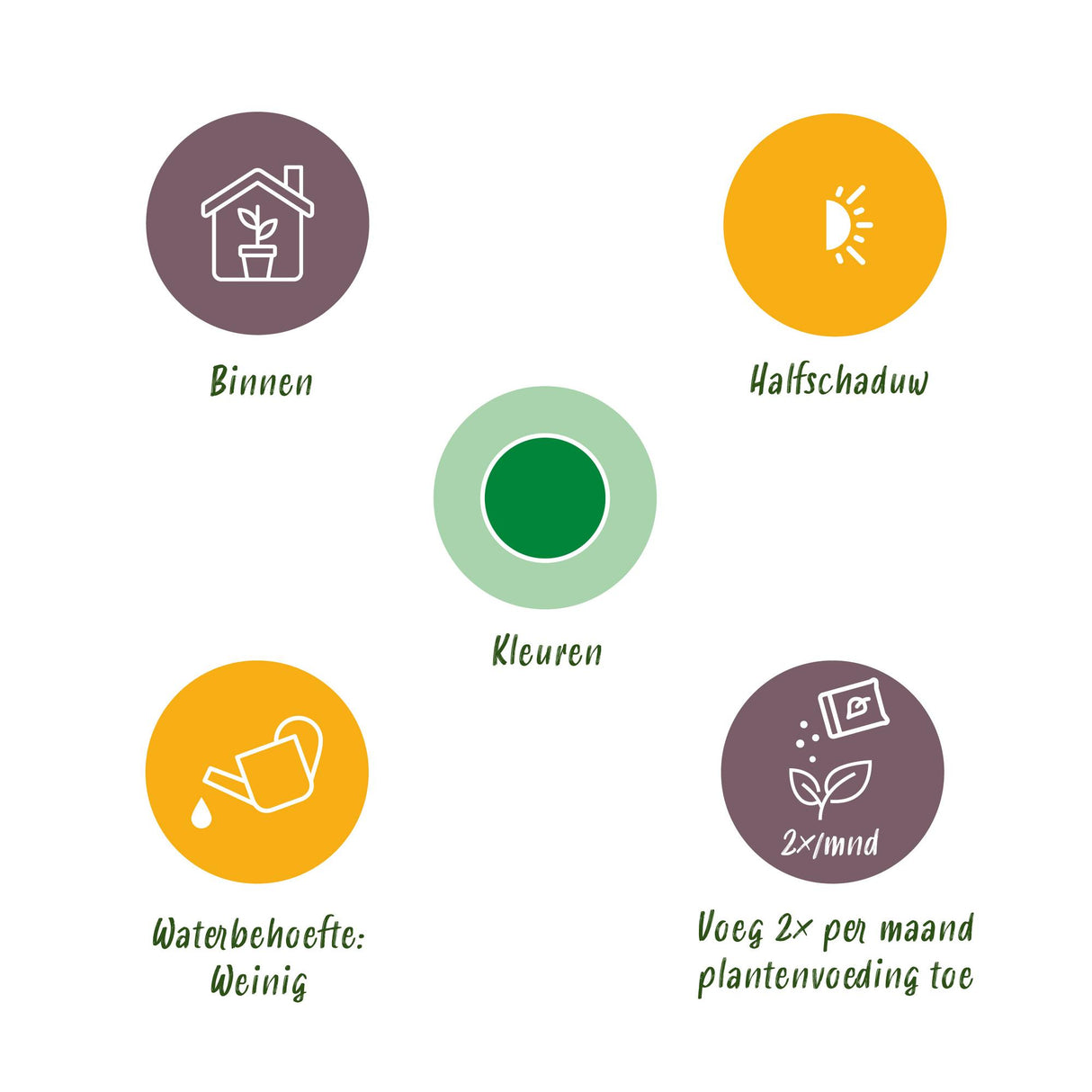 Dracaena surculosa – Lot de 1 – Pot 17 cm – Hauteur 60-70 cm