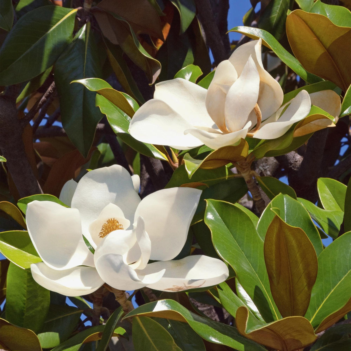 Magnolia grandiflora – Lot de 3 – Hauteur 30 cm