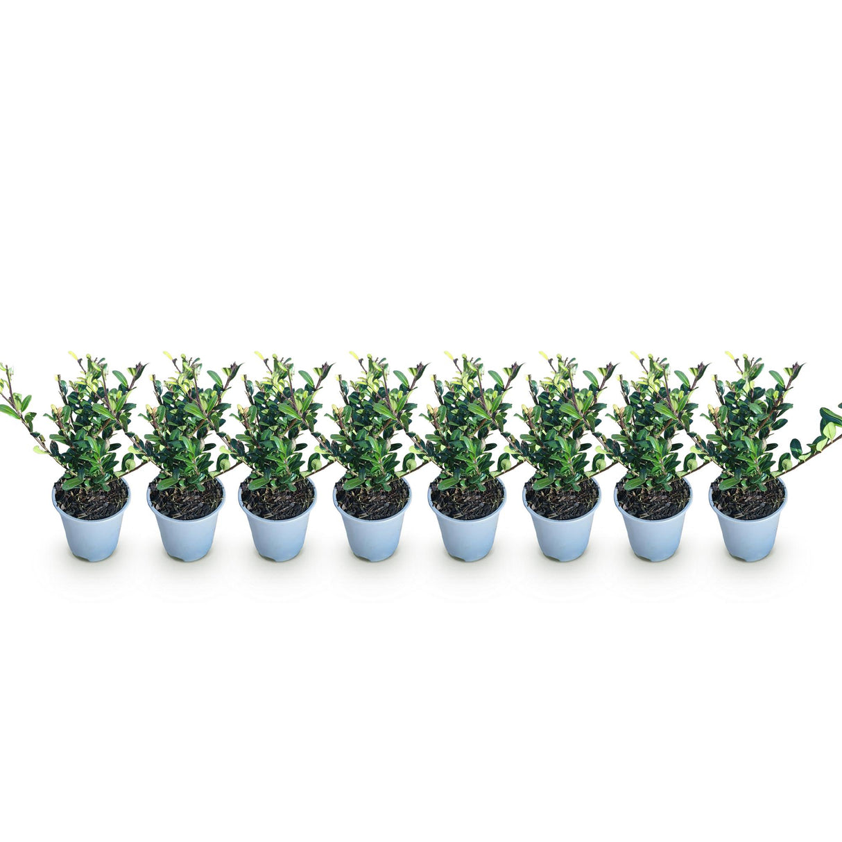 Ilex crenata Caroline Upright – Lot de 8 – Pot 9 cm