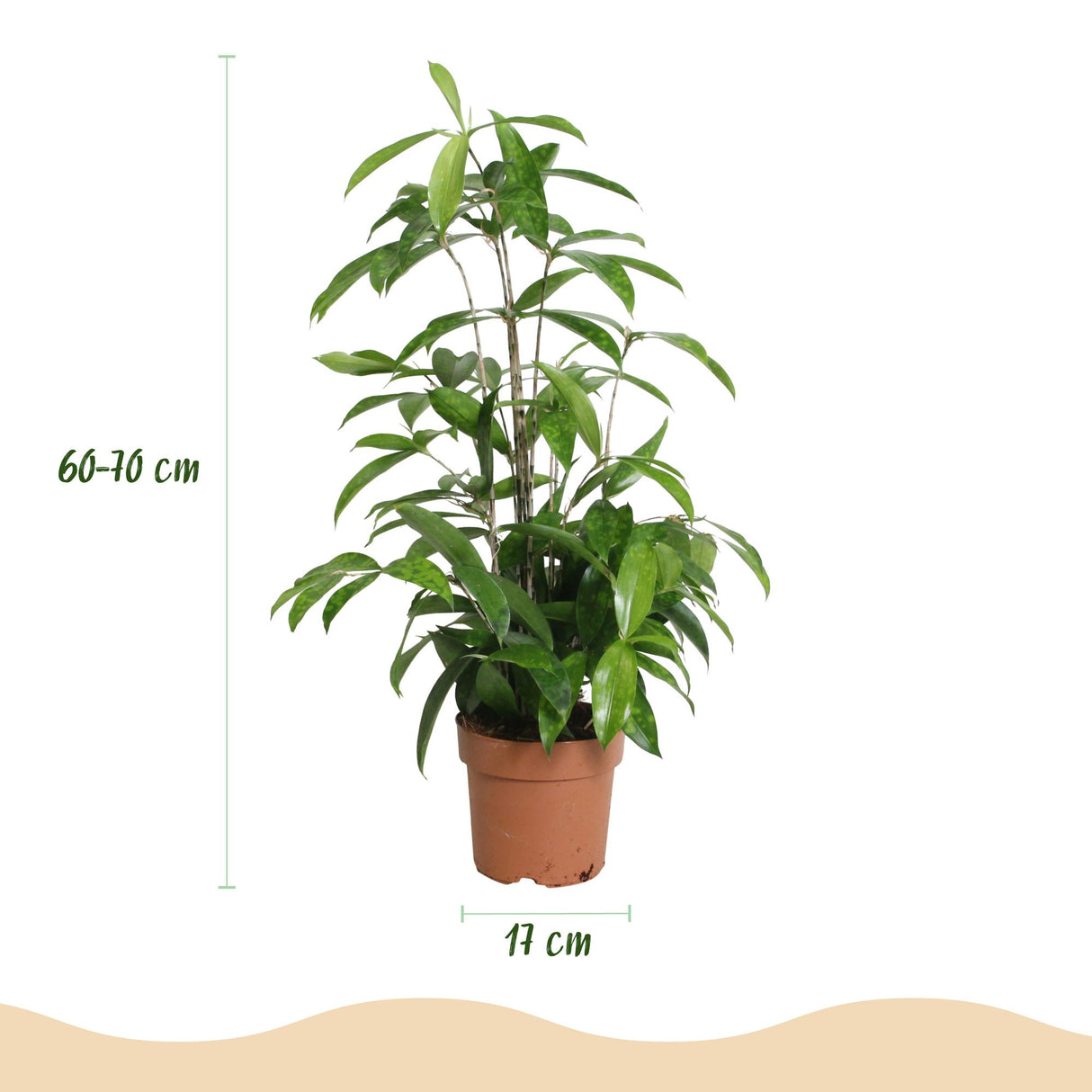 Dracaena surculosa – Lot de 1 – Pot 17 cm – Hauteur 60-70 cm