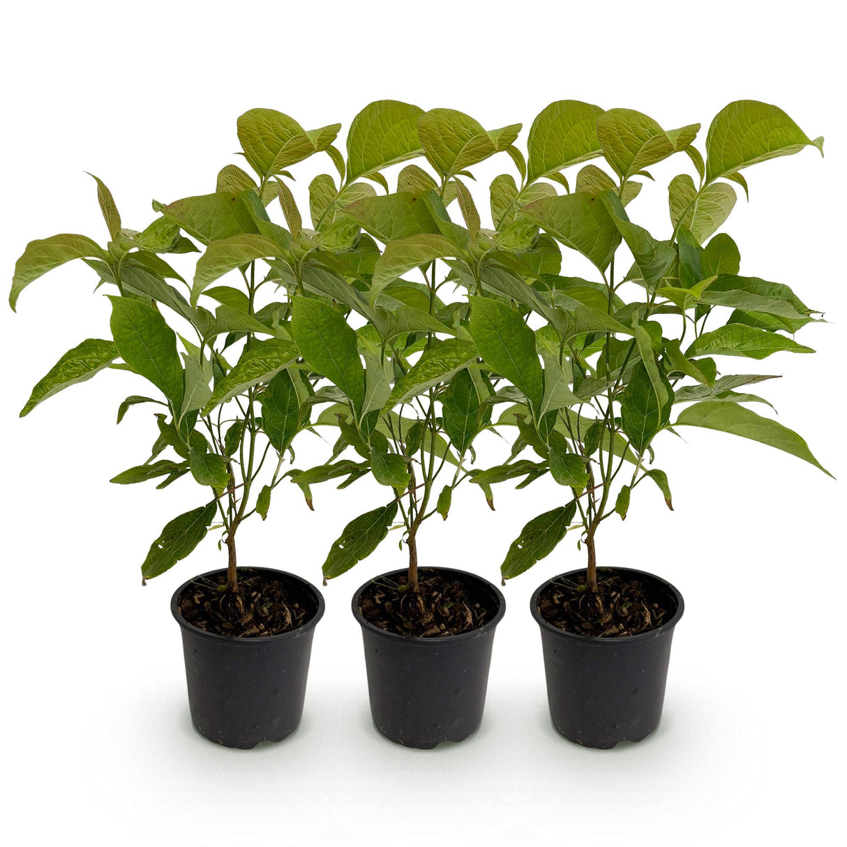 Cornouiller mâle Cornus mas – Lot de 3 – Pot 12 cm