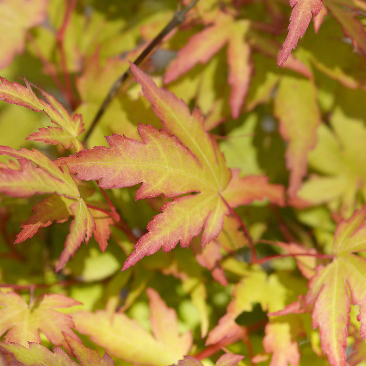 Acer palmatum Sangokaku – Lot de 3 – Pot 12 cm
