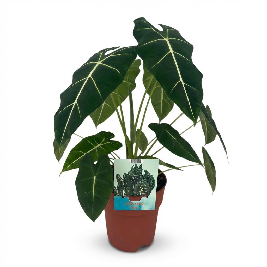 Alocasia Frydek – Oreille d'éléphant veloutée | Pot 19 cm