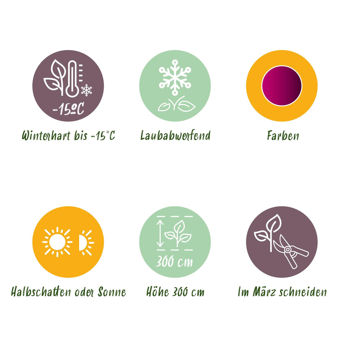 Acer palmatum Atropurpureum – Pot 12 cm – Hauteur 35 cm