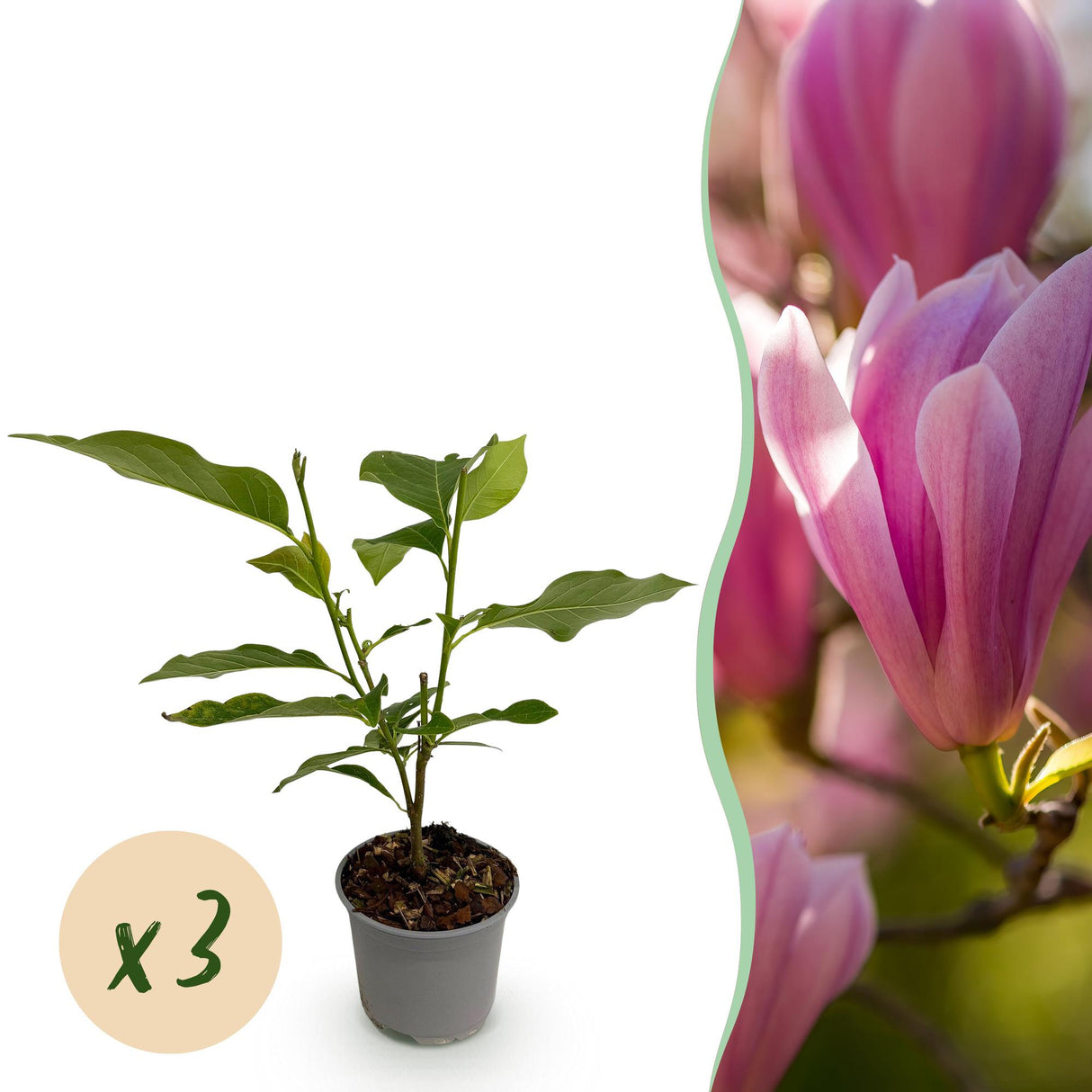 Magnolia Heaven Scent – Lot de 3 – Pot 12cm – Hauteur 30 cm