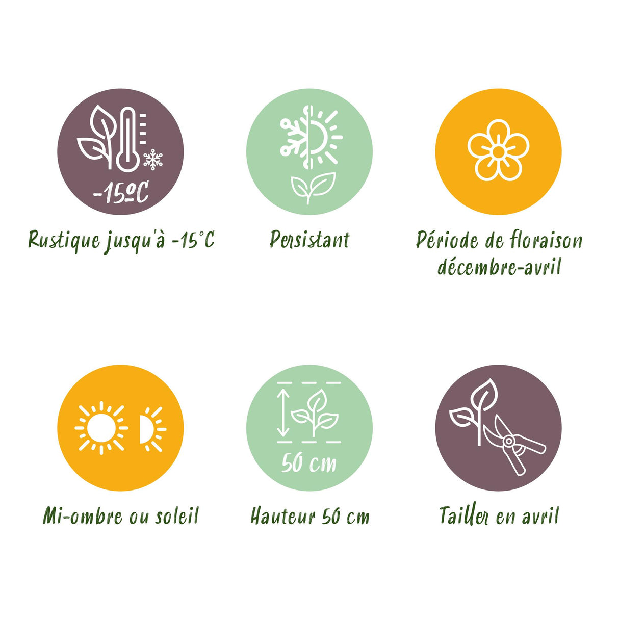 Hellébore d'Orient Double Ellen White – Lot de 2 – Pot 14 cm