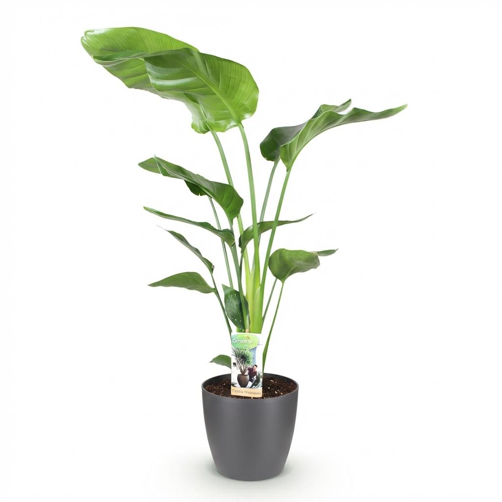 Strelitzia Nicolai – Oiseau de paradis | Grande taille, Pot 21 cm