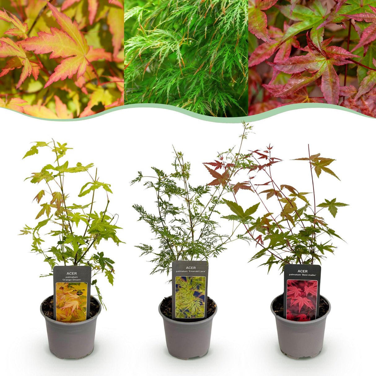 Acer palmatum Tricolour – Lot de 3 – Pot 12 cm