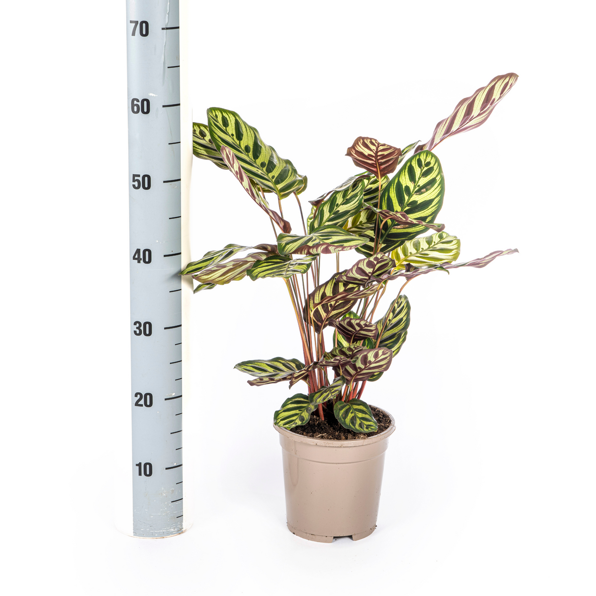 Calathea Makoyana